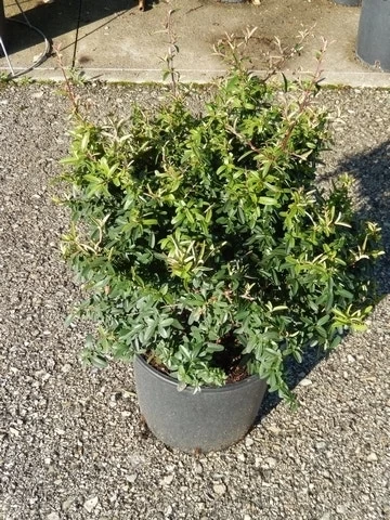 Vuurdoorn Als Bol (Pyracantha 'Navaho') - Afbeelding 3
