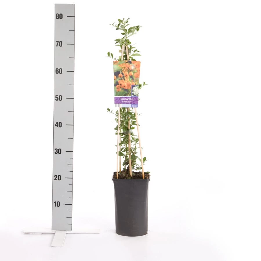 Vuurdoorn (Pyracantha 'Soleil D'Or') - Afbeelding 2