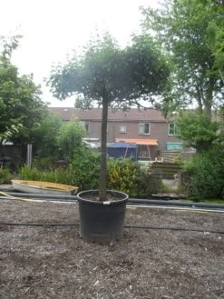 Sierpeer Als Dakboom (Pyrus Calleryana 'Chanticleer')