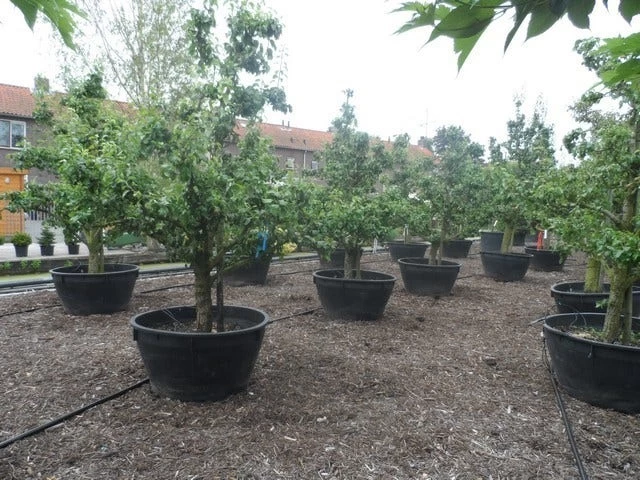 Wilde Perenboom (Pyrus Communis) - Afbeelding 13