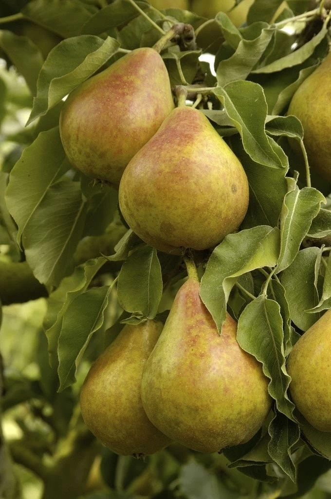 Lei-Peer (Pyrus Communis 'Gieser Wildeman')