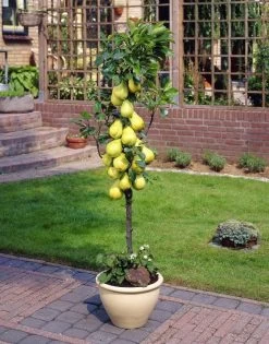 Zuil-peer (Pyrus Communis 'Obelisk')