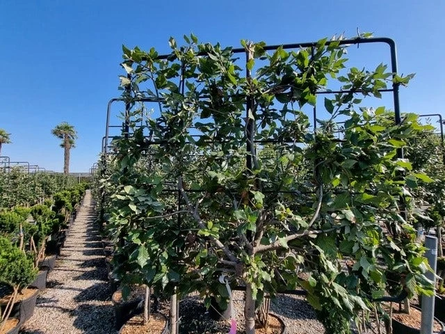 Steeneik Leirek Op Halfstam (Quercus Ilex) - Afbeelding 3