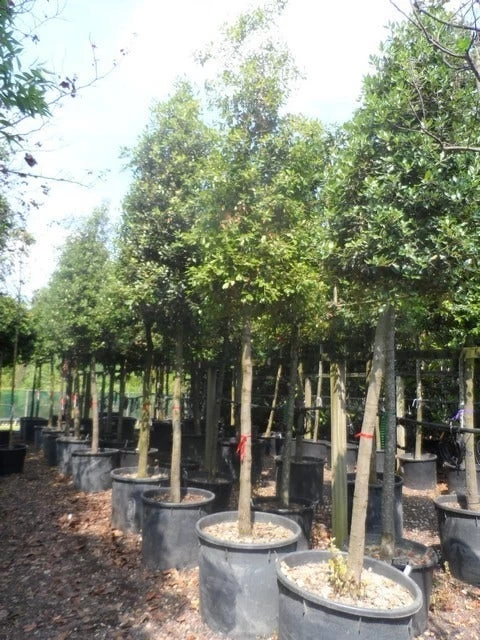 Steeneik Als Boom (Quercus Ilex) - Afbeelding 16