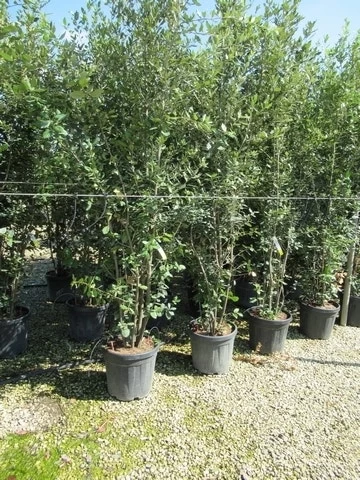 Steeneik Meerstammig (Quercus Ilex) - Afbeelding 6