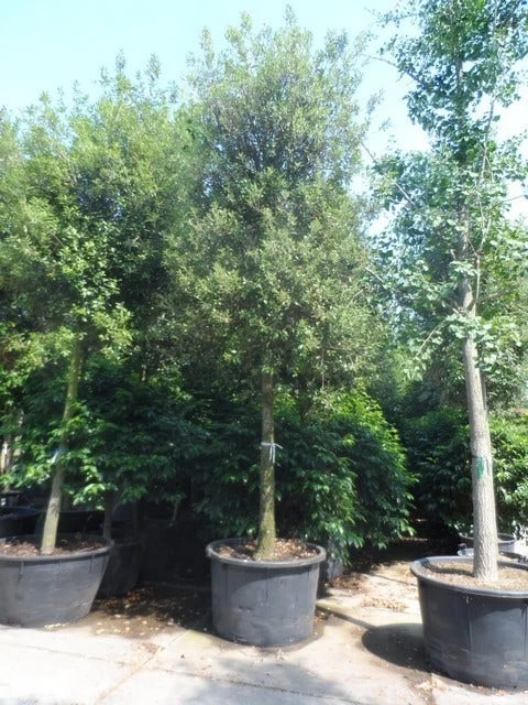 Steeneik Als Boom (Quercus Ilex) - Afbeelding 17