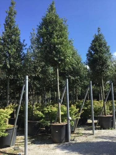 Steeneik Als Boom (Quercus Ilex) - Afbeelding 5