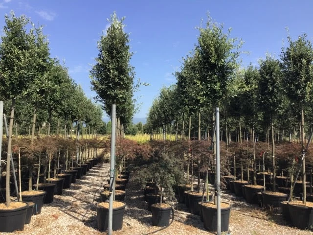 Steeneik Als Boom (Quercus Ilex) - Afbeelding 12