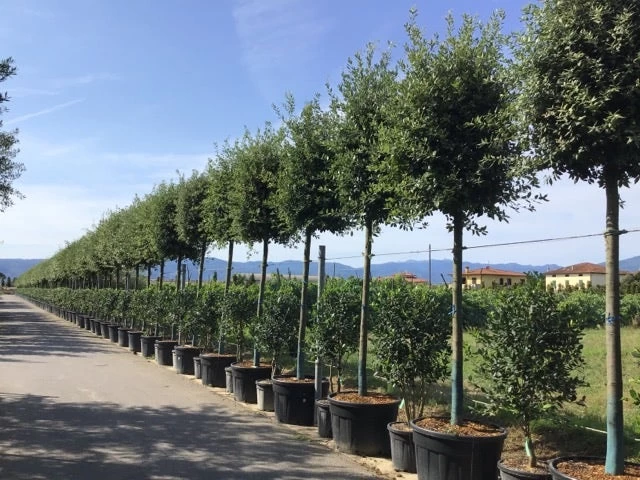 Steeneik Als Boom (Quercus Ilex) - Afbeelding 3