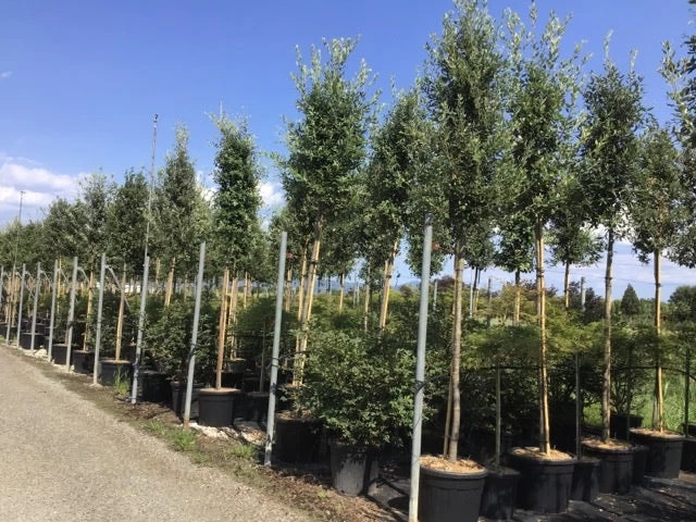 Steeneik Als Boom (Quercus Ilex) - Afbeelding 13