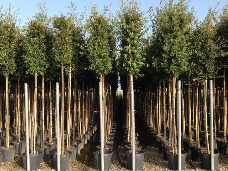 Steeneik Als Boom (Quercus Ilex) - Afbeelding 10