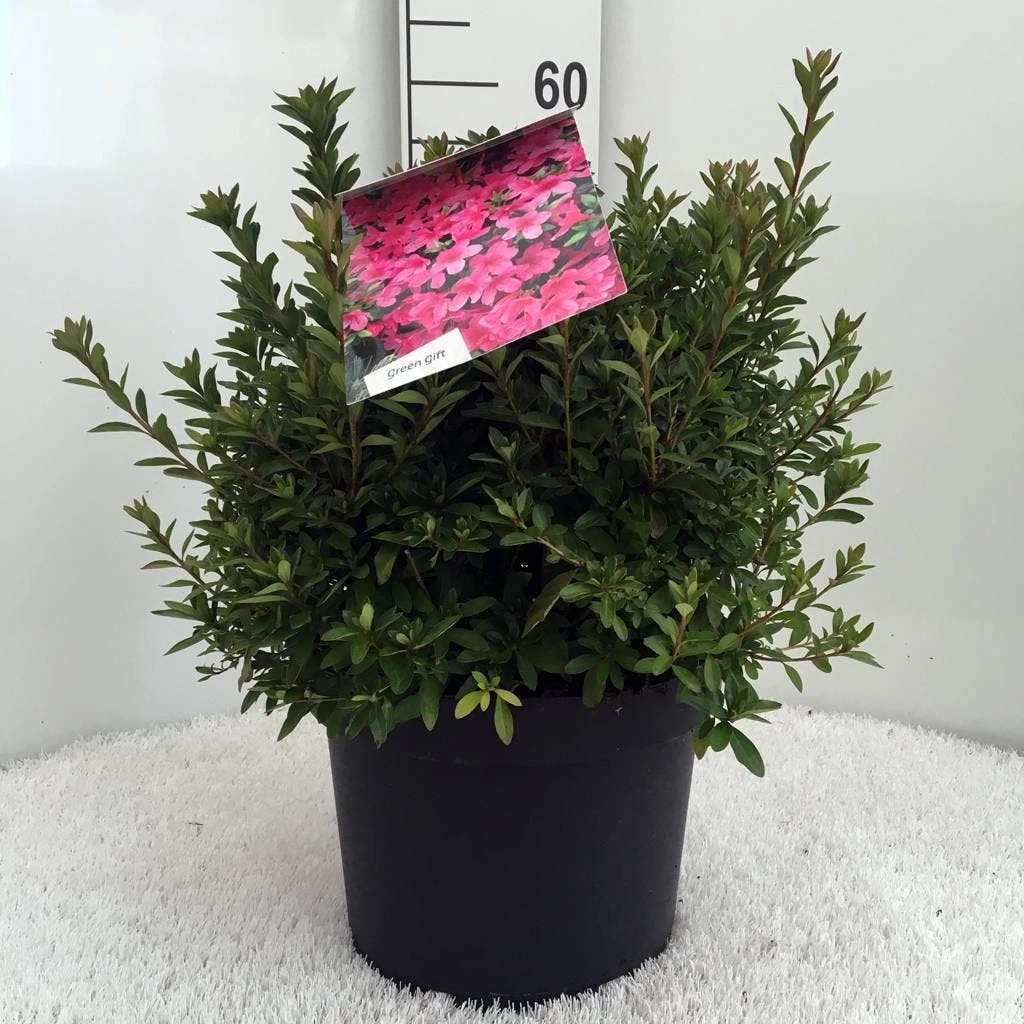 Japanse Azalea (Rhododendron 'Madame Van Hecke') - Afbeelding 9