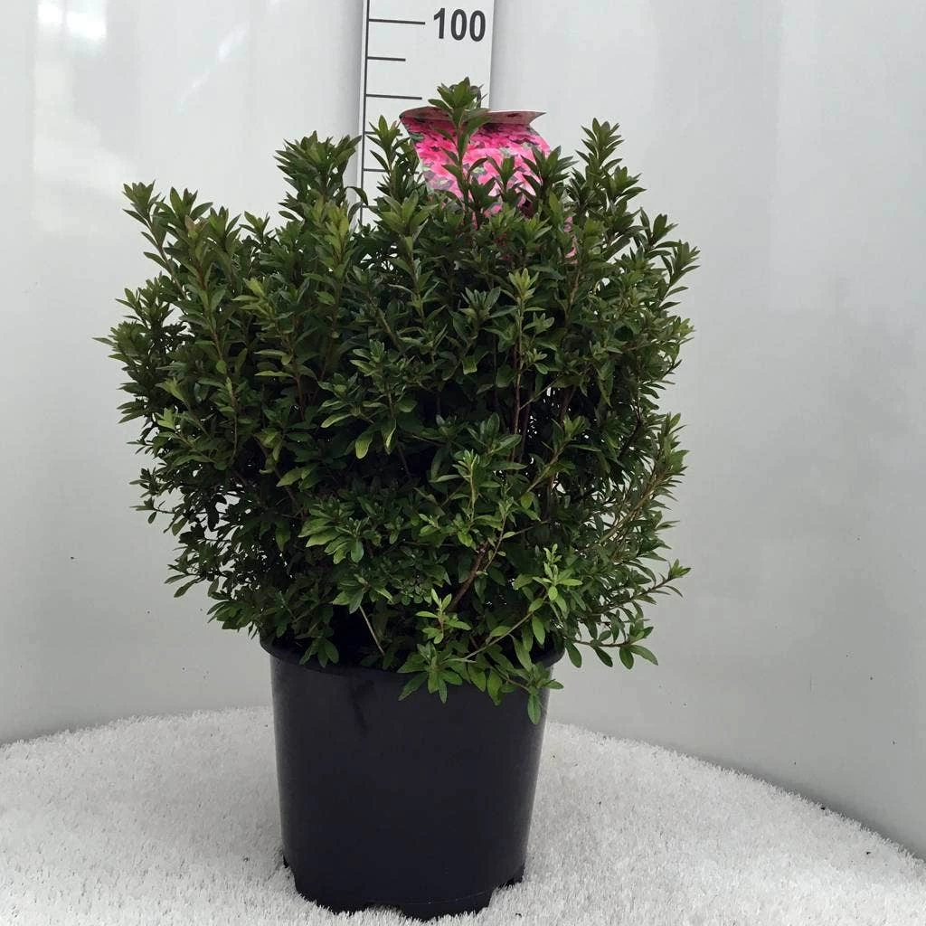 Japanse Azalea (Rhododendron 'Madame Van Hecke') - Afbeelding 12