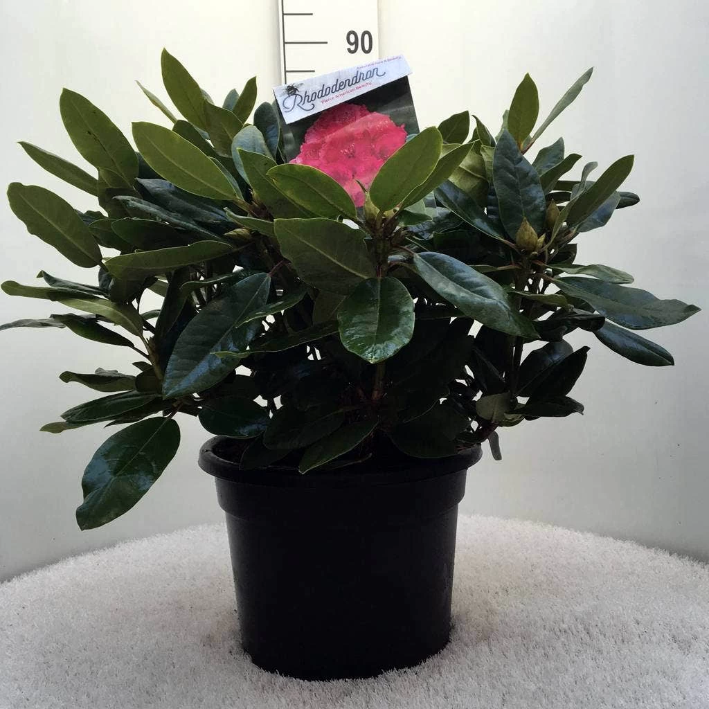 Rhododendron (Rhododendron 'American Beauty') - Afbeelding 7