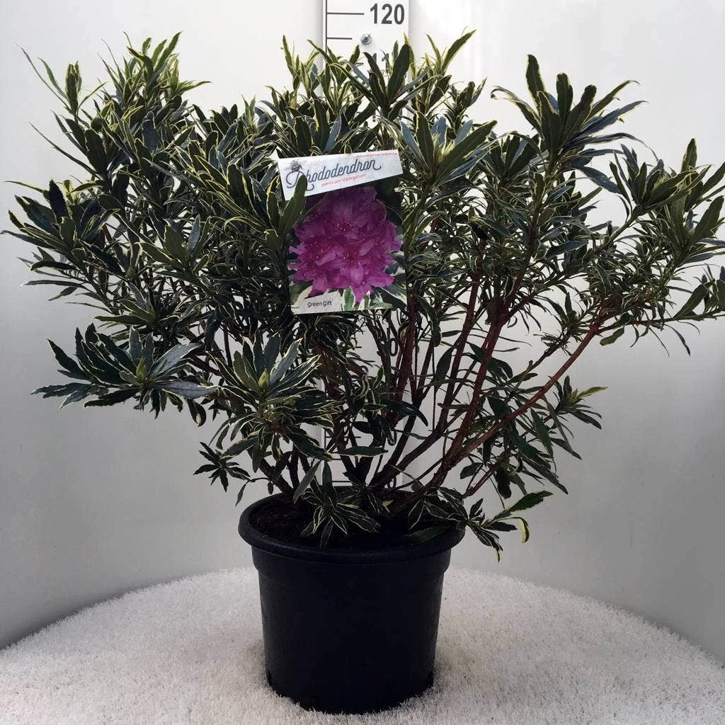 Bosrhododendron (Rhododendron Ponticum 'Variegatum') - Afbeelding 10