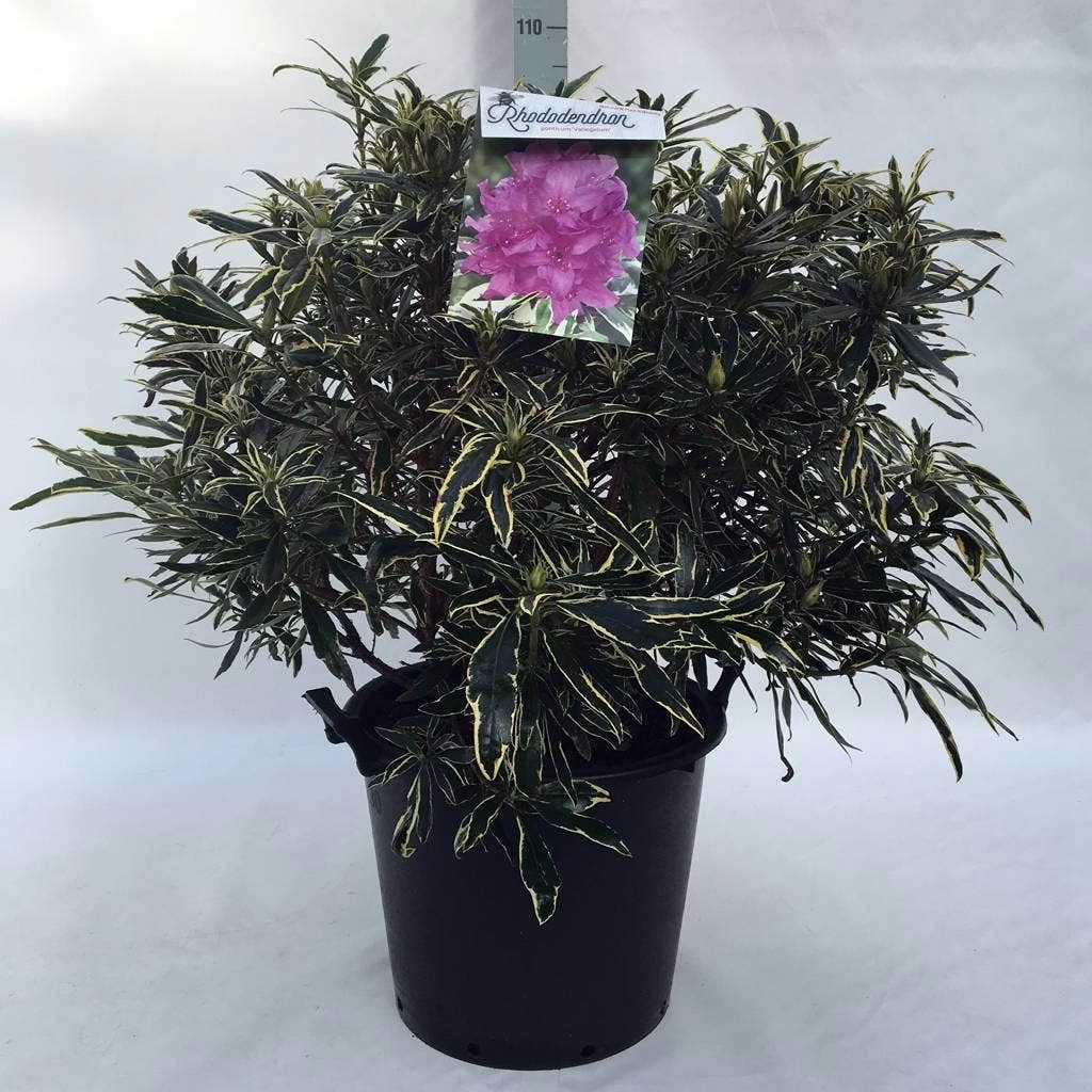 Bosrhododendron (Rhododendron Ponticum 'Variegatum') - Afbeelding 15