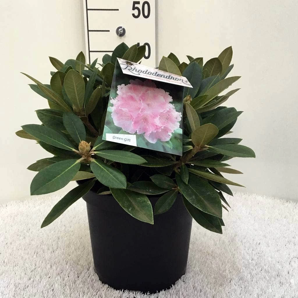 Dwergrhododendron (Rhododendron 'Dreamland') - Afbeelding 11