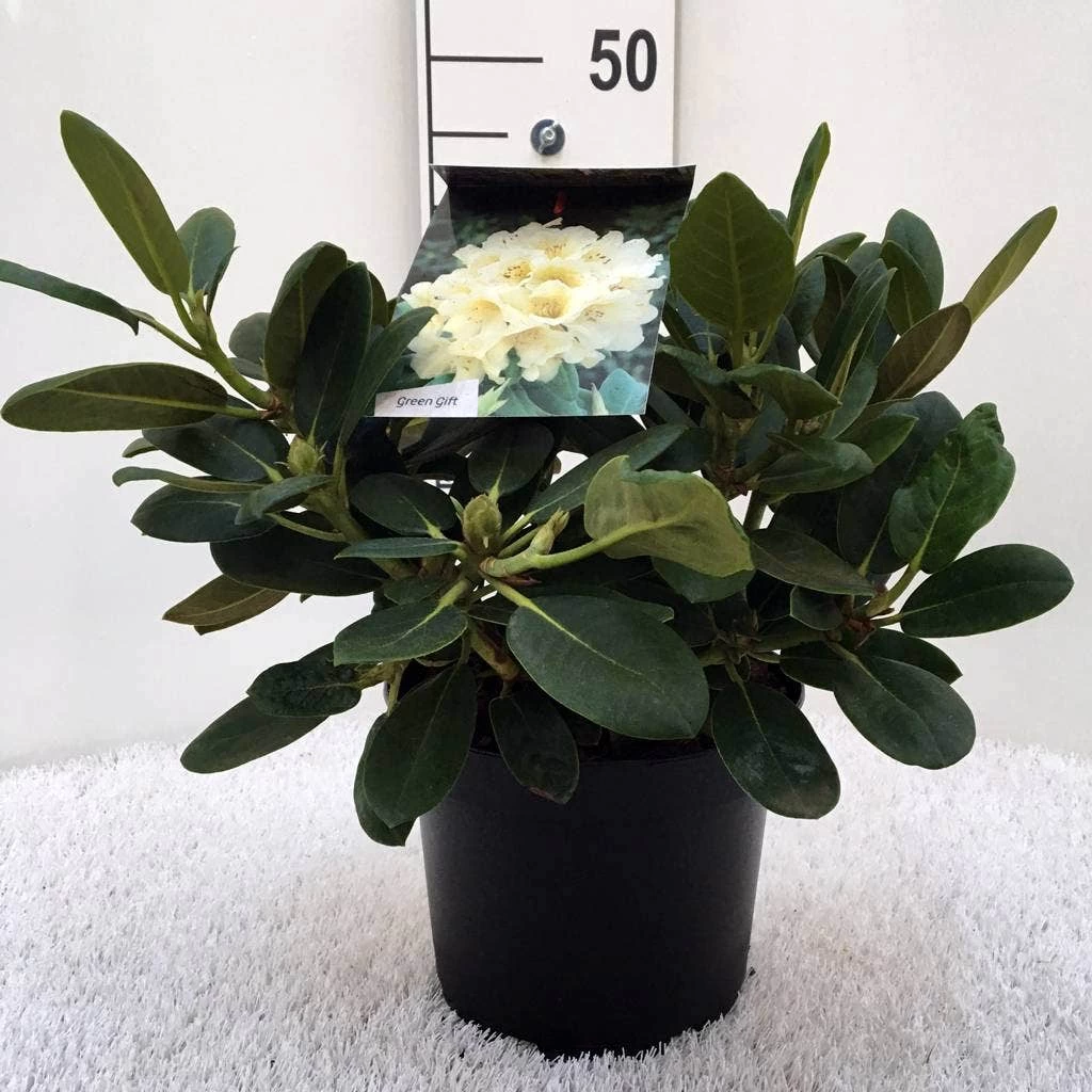 Rhododendron (Rhododendron 'Flava') - Afbeelding 2