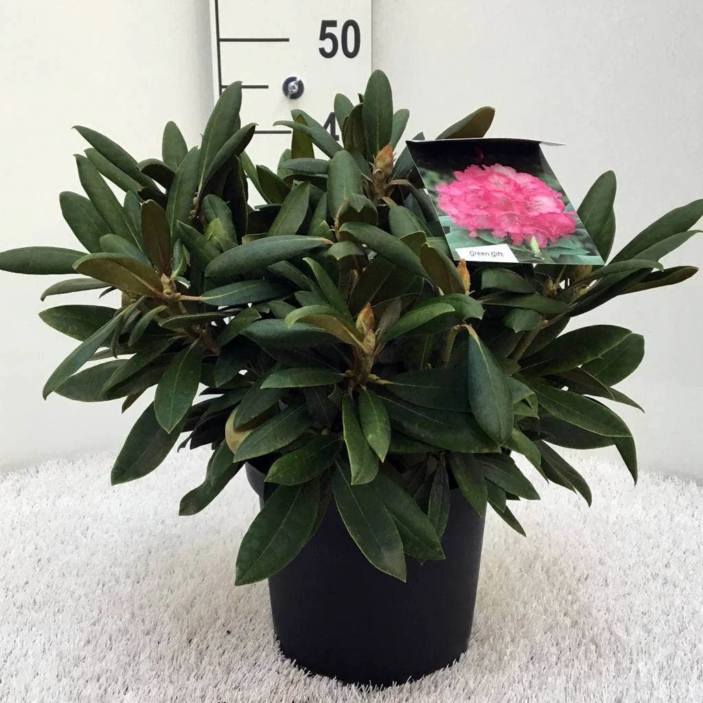 Dwergrhododendron (Rhododendron 'Polaris') - Afbeelding 5