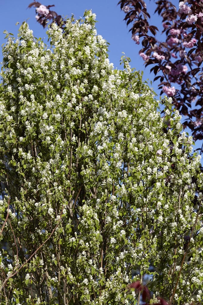 Zuilvormige Krentenboom (Amelanchier Alnifolia 'Obelisk') - Afbeelding 2