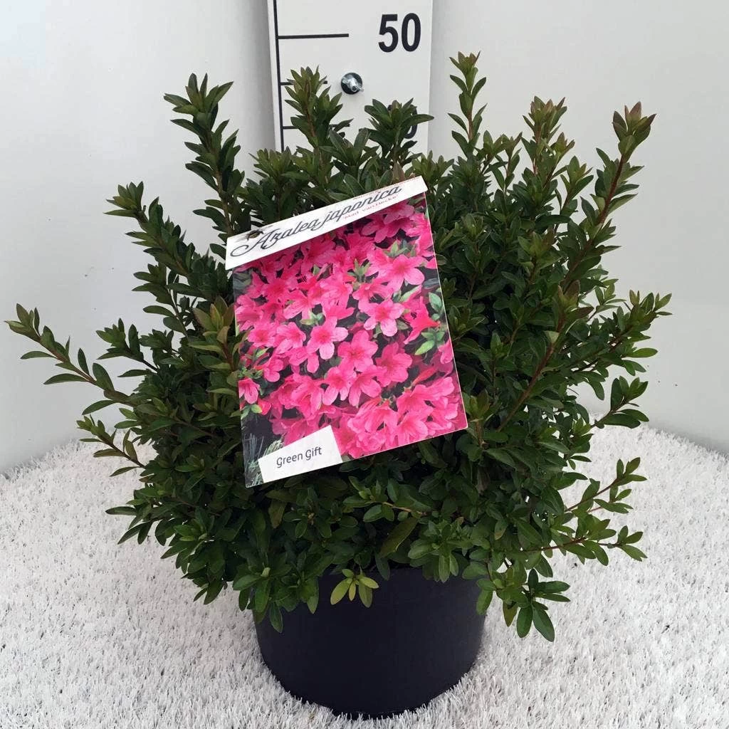 Japanse Azalea (Rhododendron 'Madame Van Hecke') - Afbeelding 10
