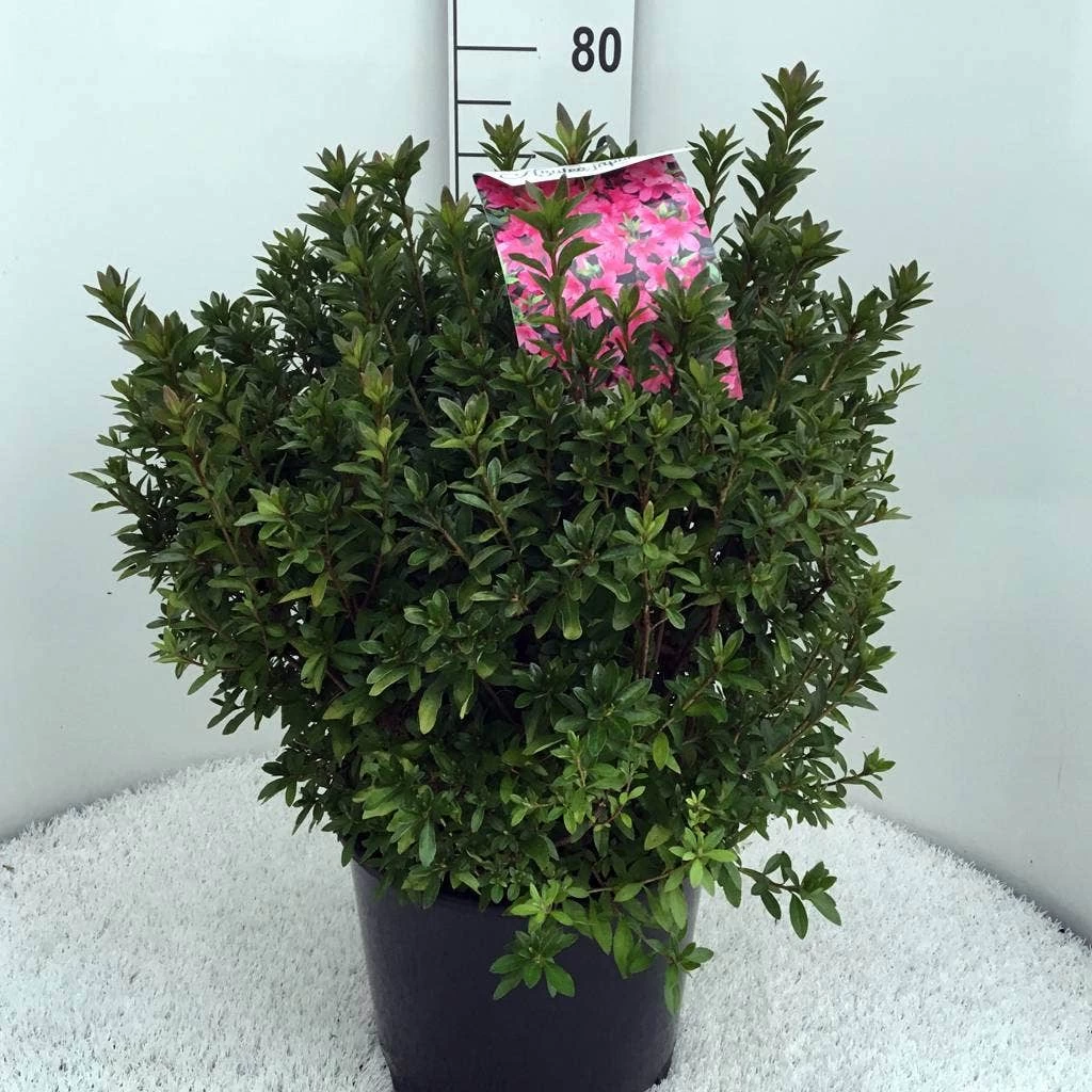 Japanse Azalea (Rhododendron 'Madame Van Hecke') - Afbeelding 13