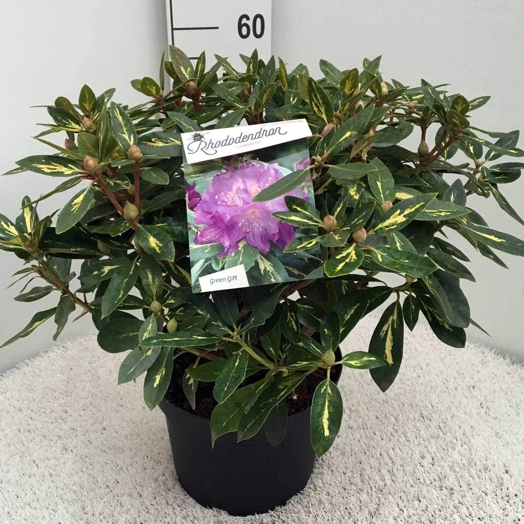Rhododendron (Rhododendron 'Goldflimmer') - Afbeelding 10