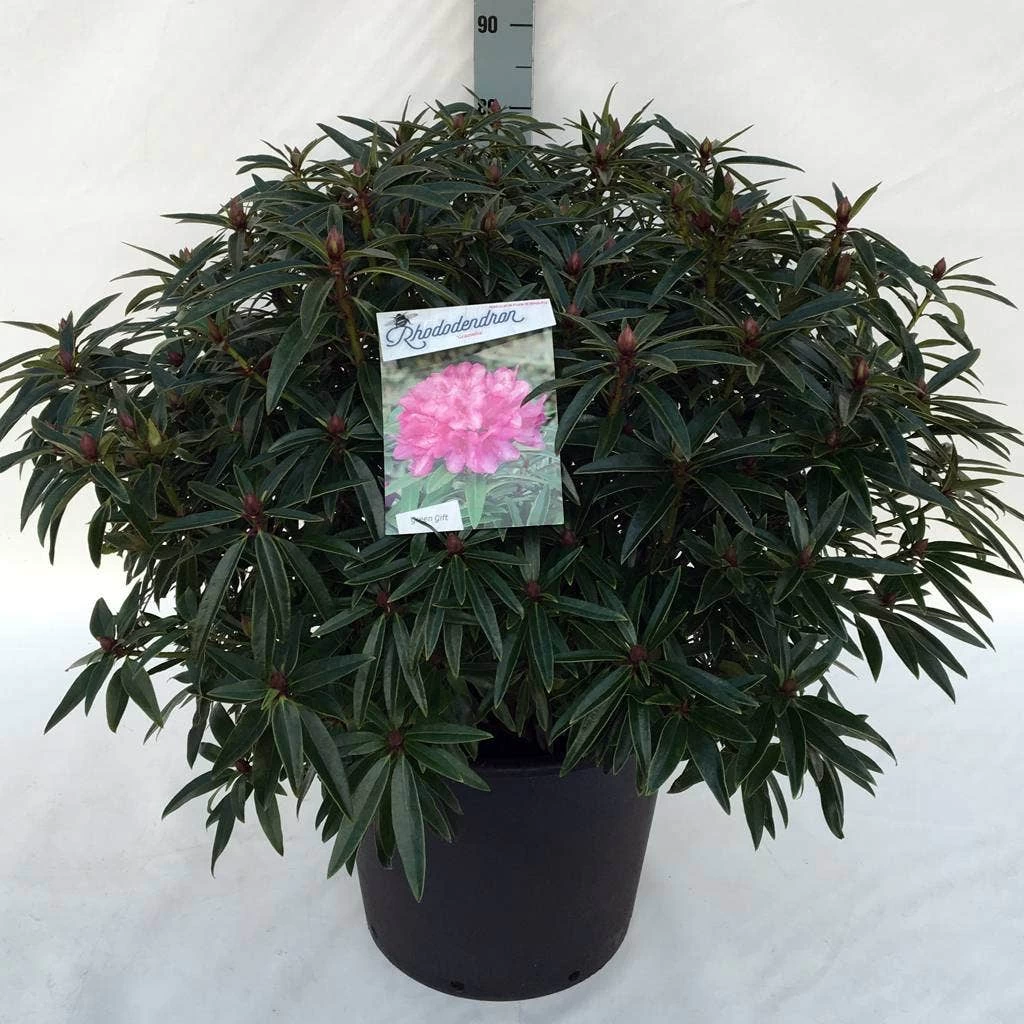 Rhododendron (Rhododendron 'Graziella') - Afbeelding 9