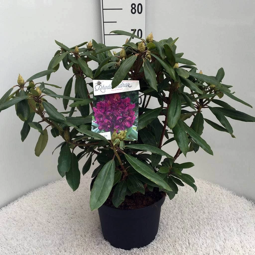 Rhododendron (Rhododendron 'Marcel Menard') - Afbeelding 11