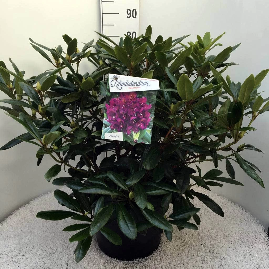 Rhododendron (Rhododendron 'Marcel Menard') - Afbeelding 14