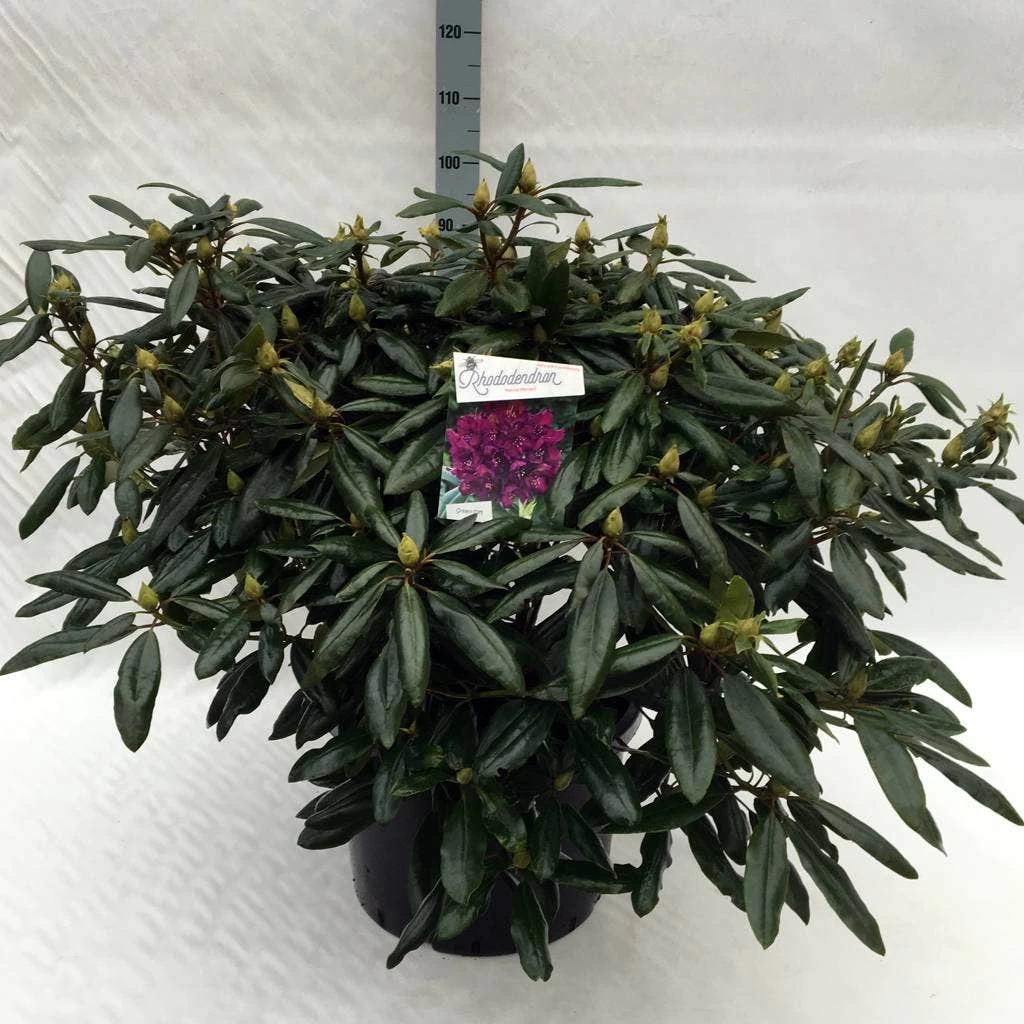 Rhododendron (Rhododendron 'Marcel Menard') - Afbeelding 20