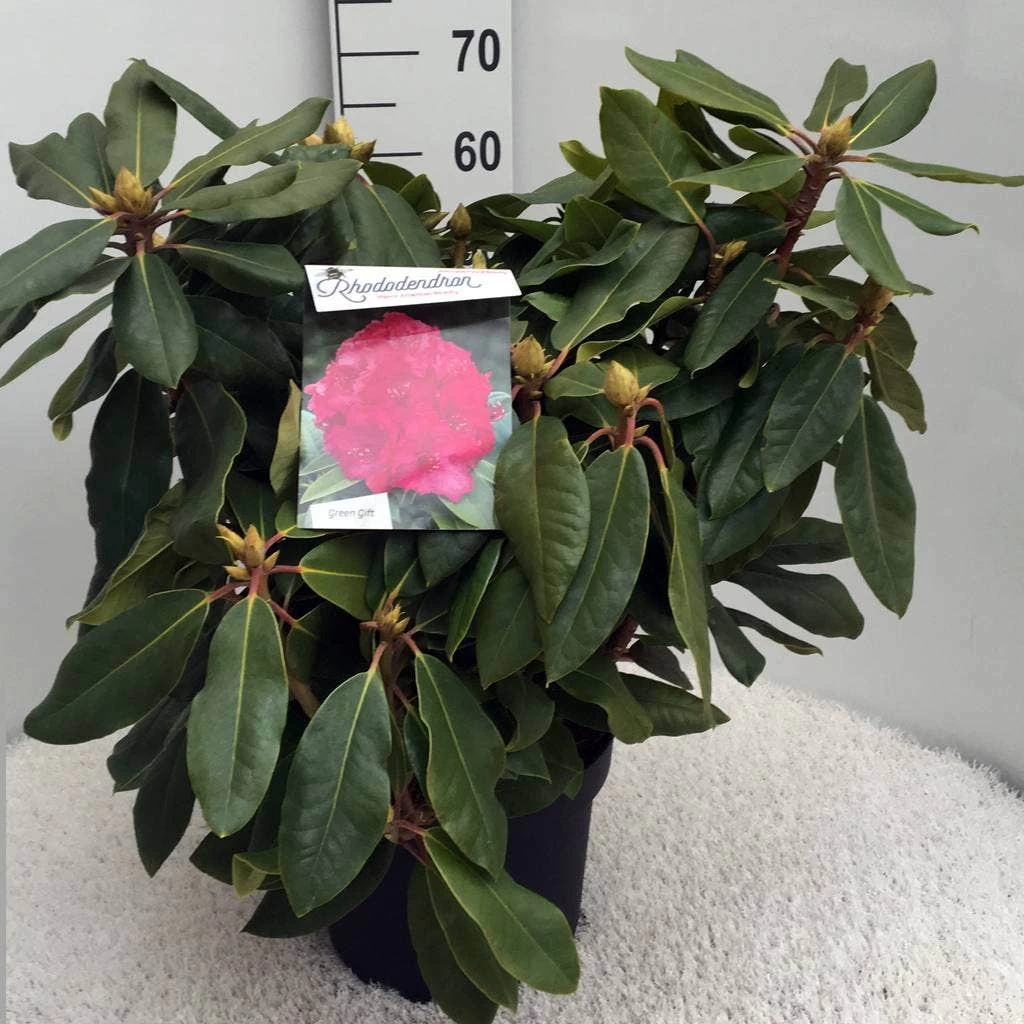Rhododendron (Rhododendron 'American Beauty') - Afbeelding 5