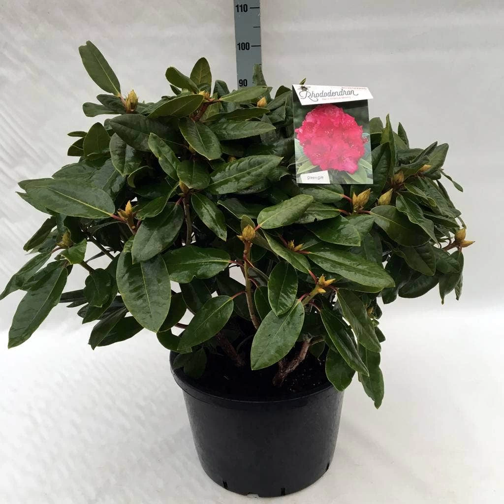 Rhododendron (Rhododendron 'American Beauty') - Afbeelding 10