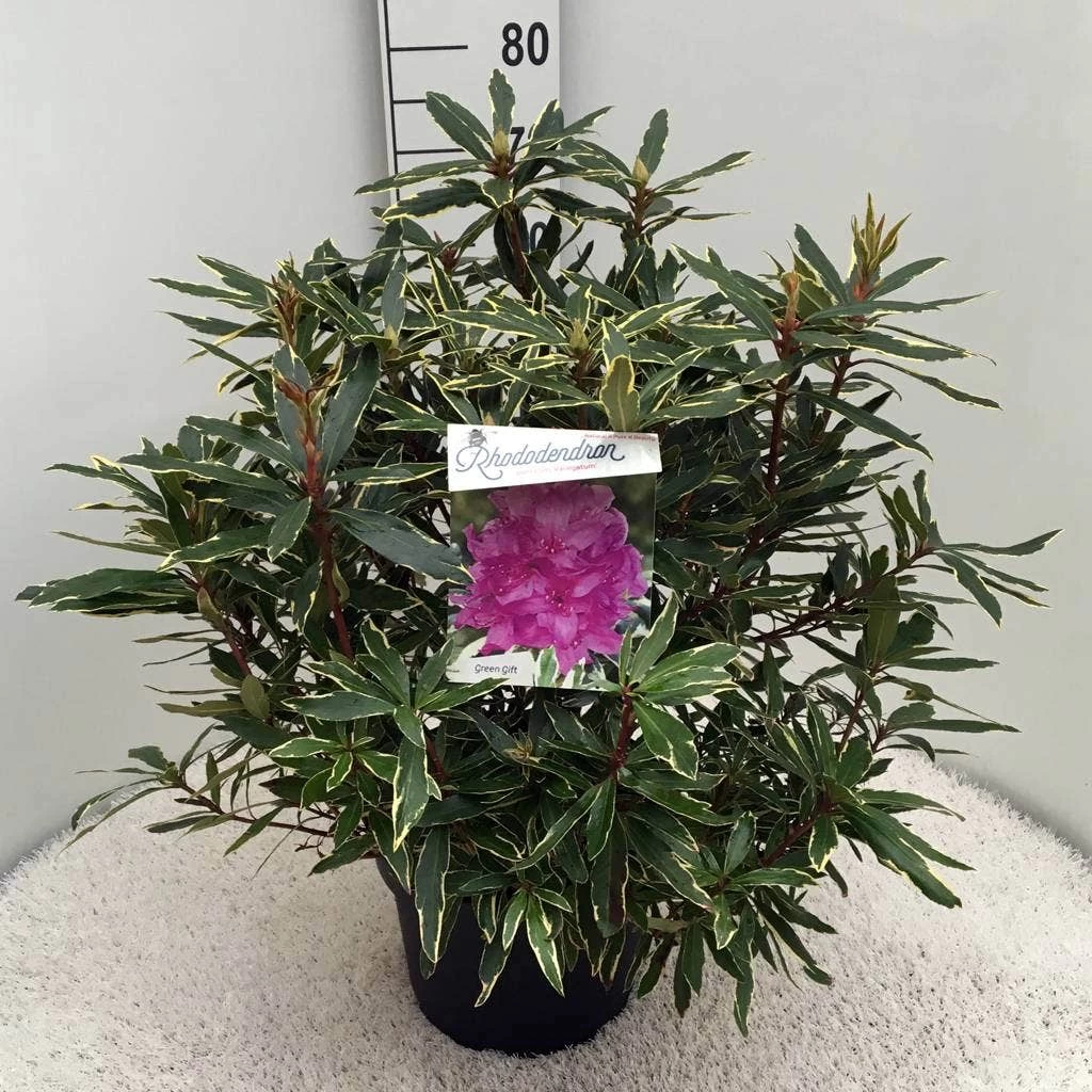 Bosrhododendron (Rhododendron Ponticum 'Variegatum') - Afbeelding 8