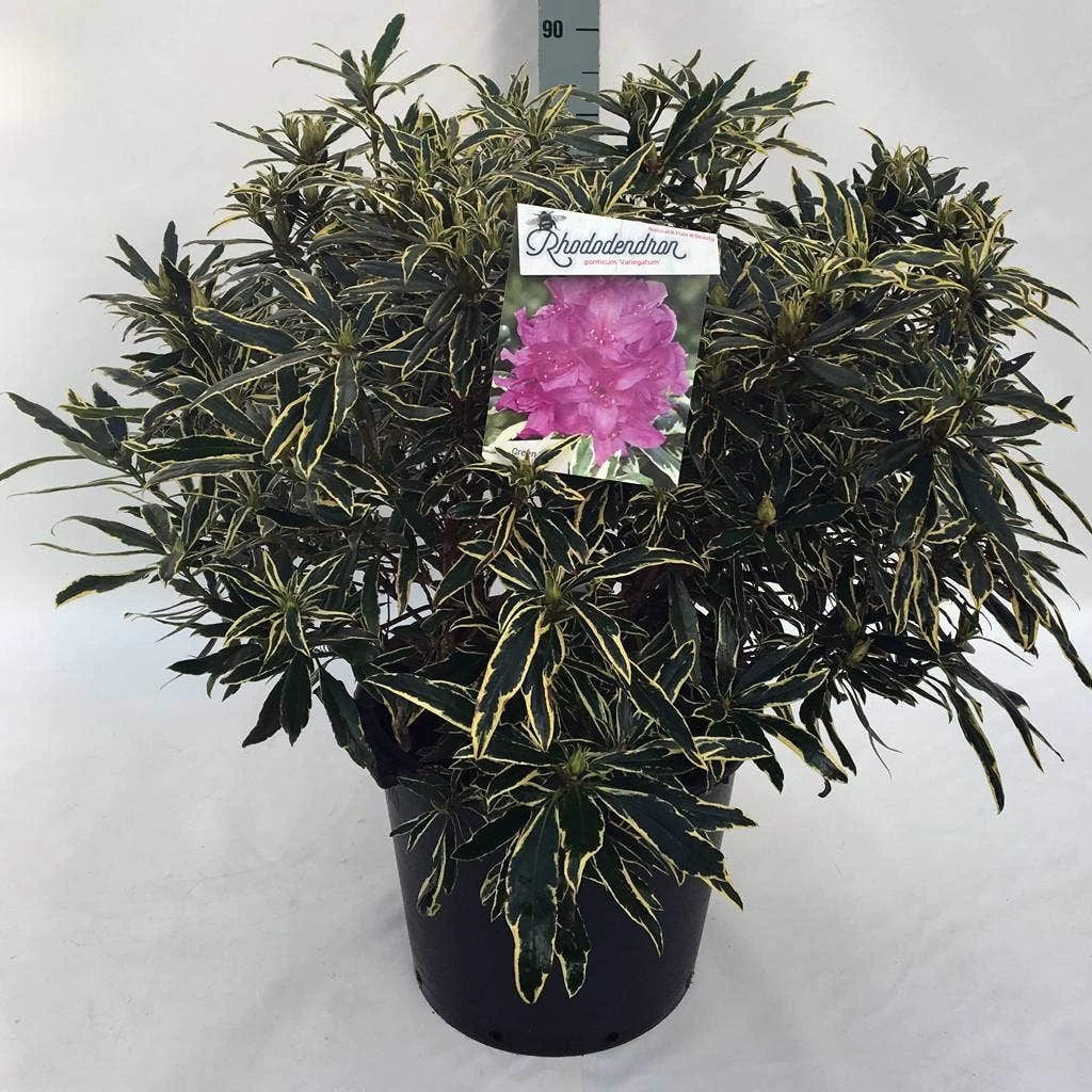 Bosrhododendron (Rhododendron Ponticum 'Variegatum') - Afbeelding 14