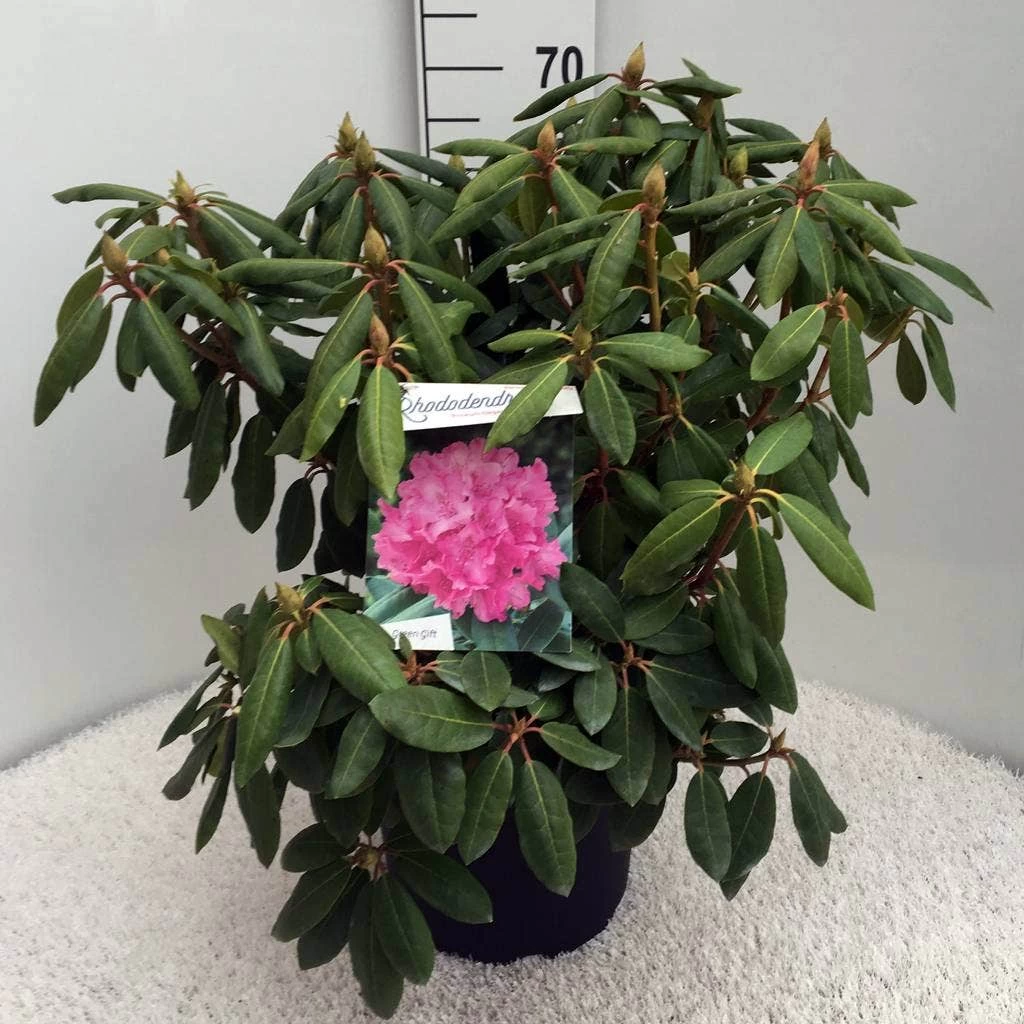 Rhododendron (Rhododendron 'Roseum Elegans') - Afbeelding 4