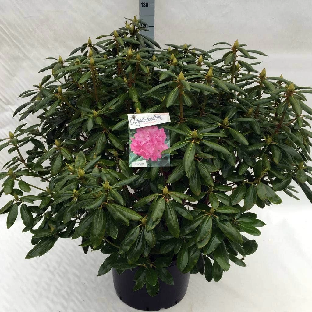 Rhododendron (Rhododendron 'Roseum Elegans') - Afbeelding 15