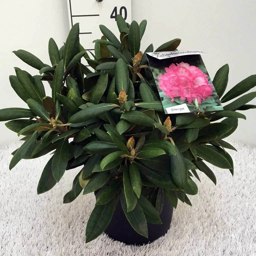 Dwergrhododendron (Rhododendron 'Polaris') - Afbeelding 4