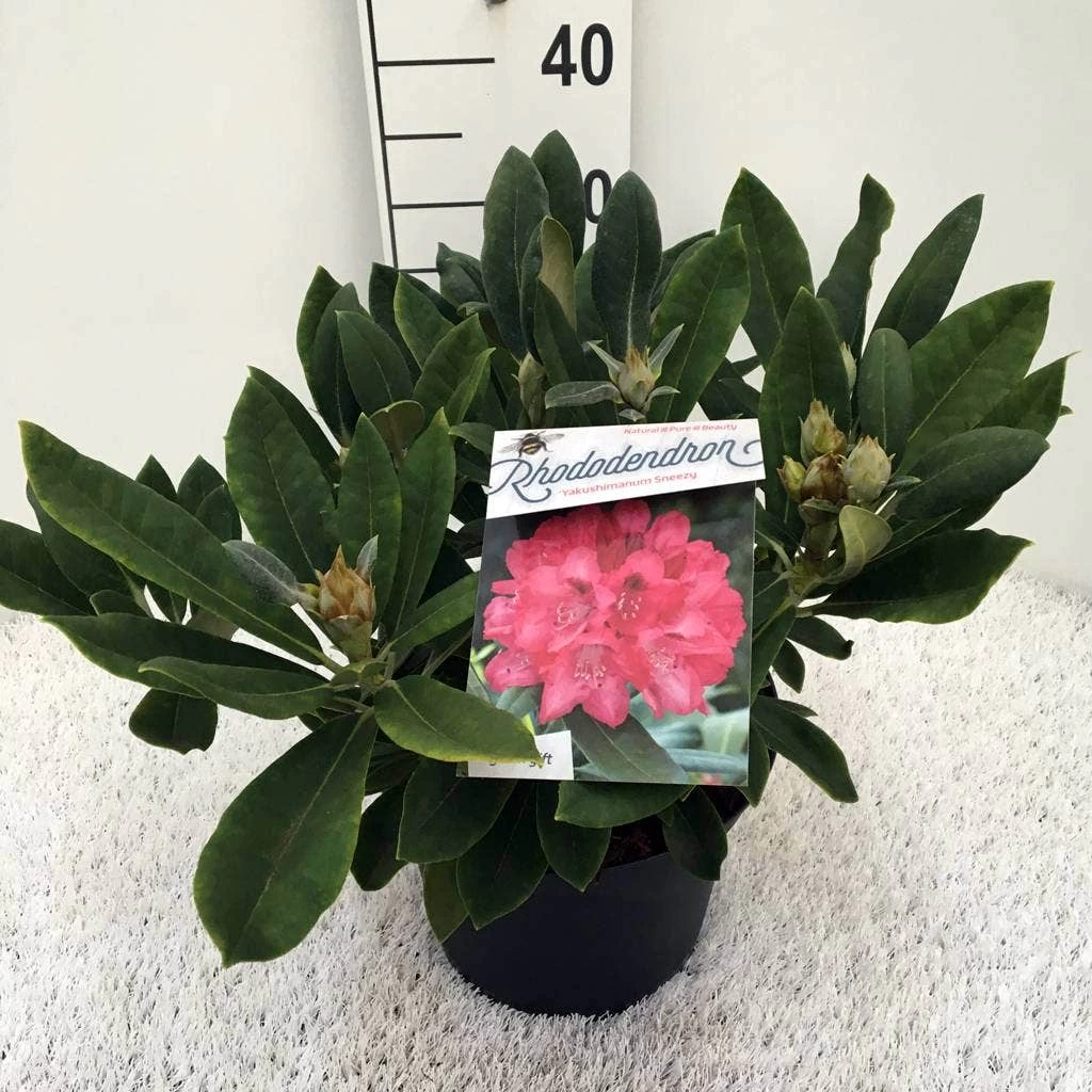 Rhododendron (Rhododendron 'Sneezy') - Afbeelding 3