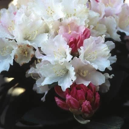 Dwergrhododendron (Rhododendron 'Dreamland') - Afbeelding 2