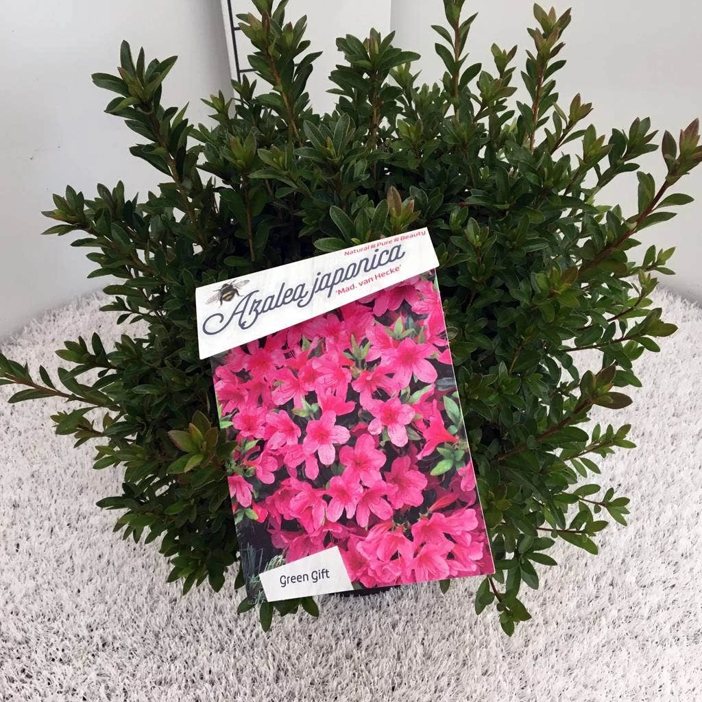 Japanse Azalea (Rhododendron 'Madame Van Hecke') - Afbeelding 11