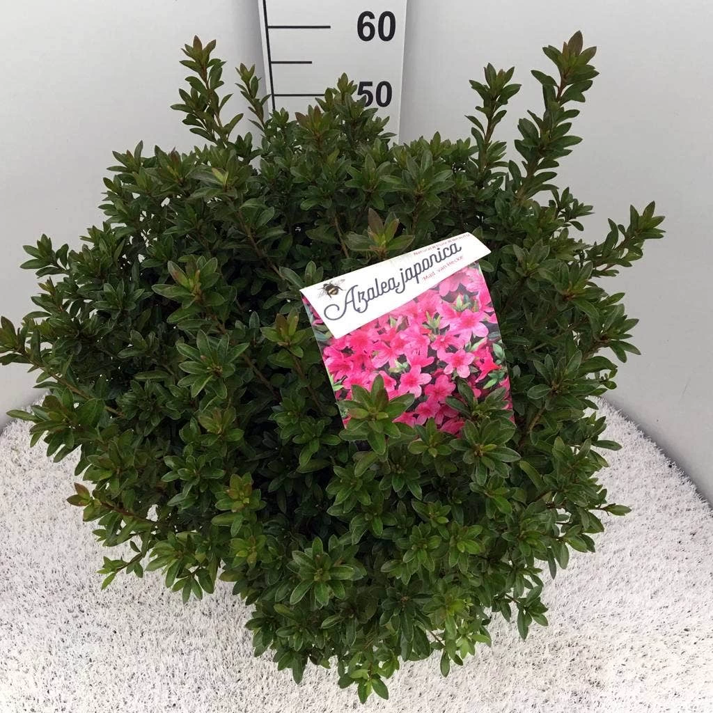 Japanse Azalea (Rhododendron 'Madame Van Hecke') - Afbeelding 14