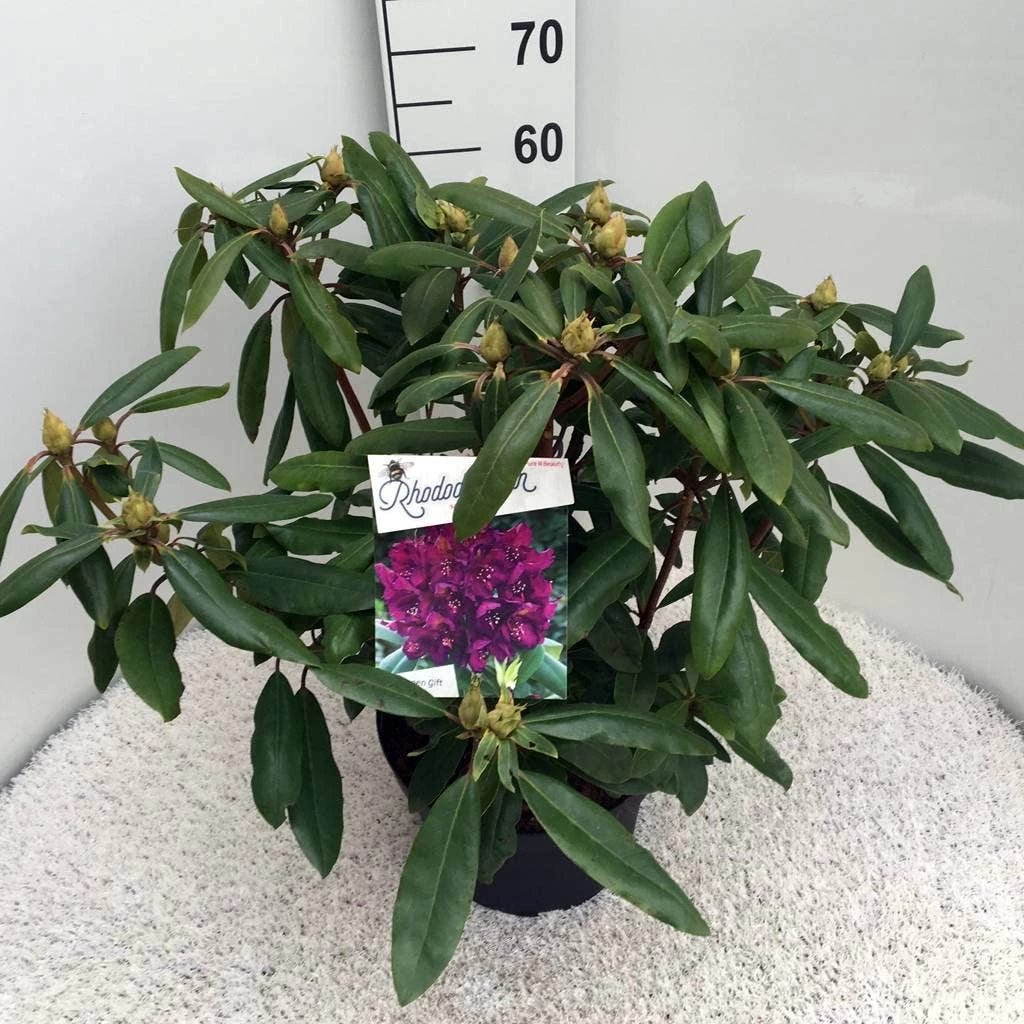 Rhododendron (Rhododendron 'Marcel Menard') - Afbeelding 10