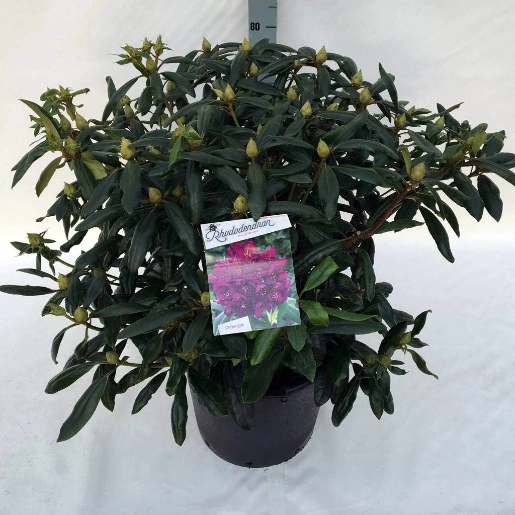 Rhododendron (Rhododendron 'Marcel Menard') - Afbeelding 16