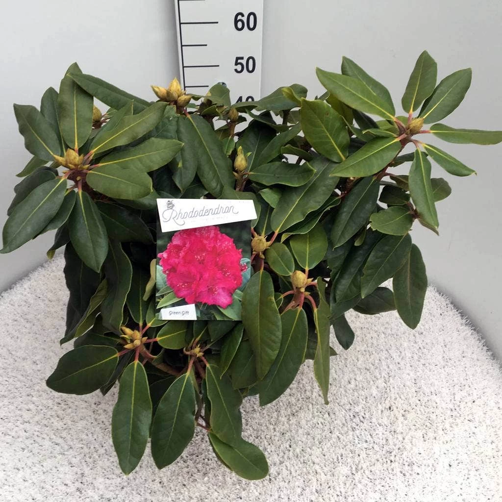 Rhododendron (Rhododendron 'American Beauty') - Afbeelding 4