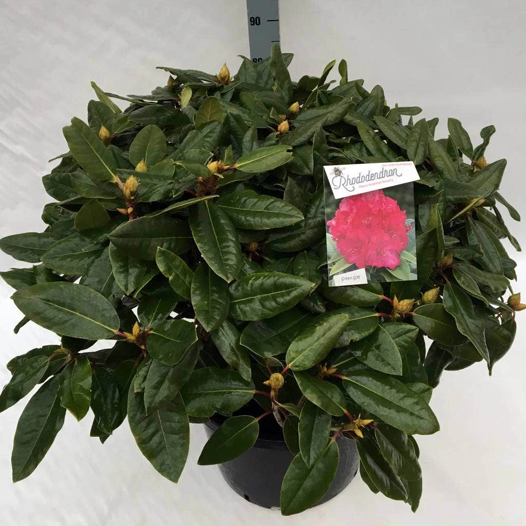 Rhododendron (Rhododendron 'American Beauty') - Afbeelding 9