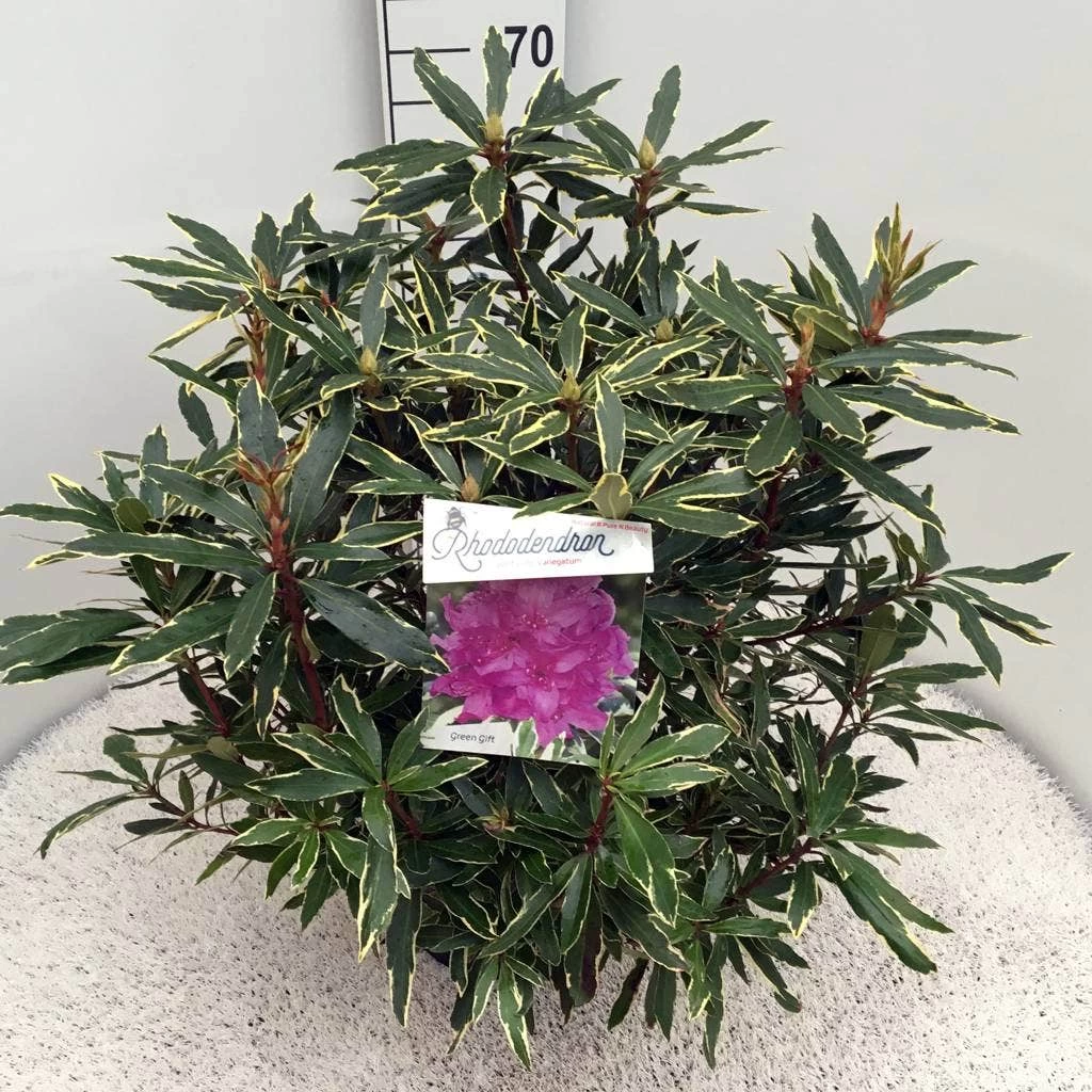 Bosrhododendron (Rhododendron Ponticum 'Variegatum') - Afbeelding 7