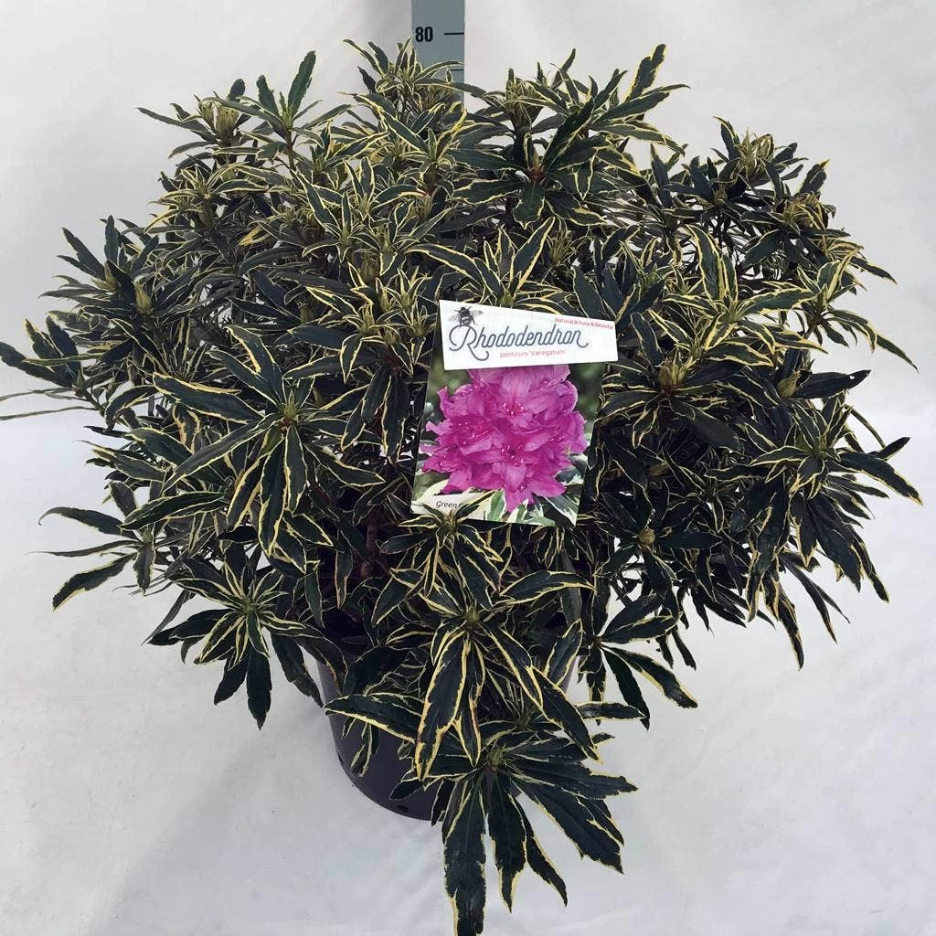 Bosrhododendron (Rhododendron Ponticum 'Variegatum') - Afbeelding 13