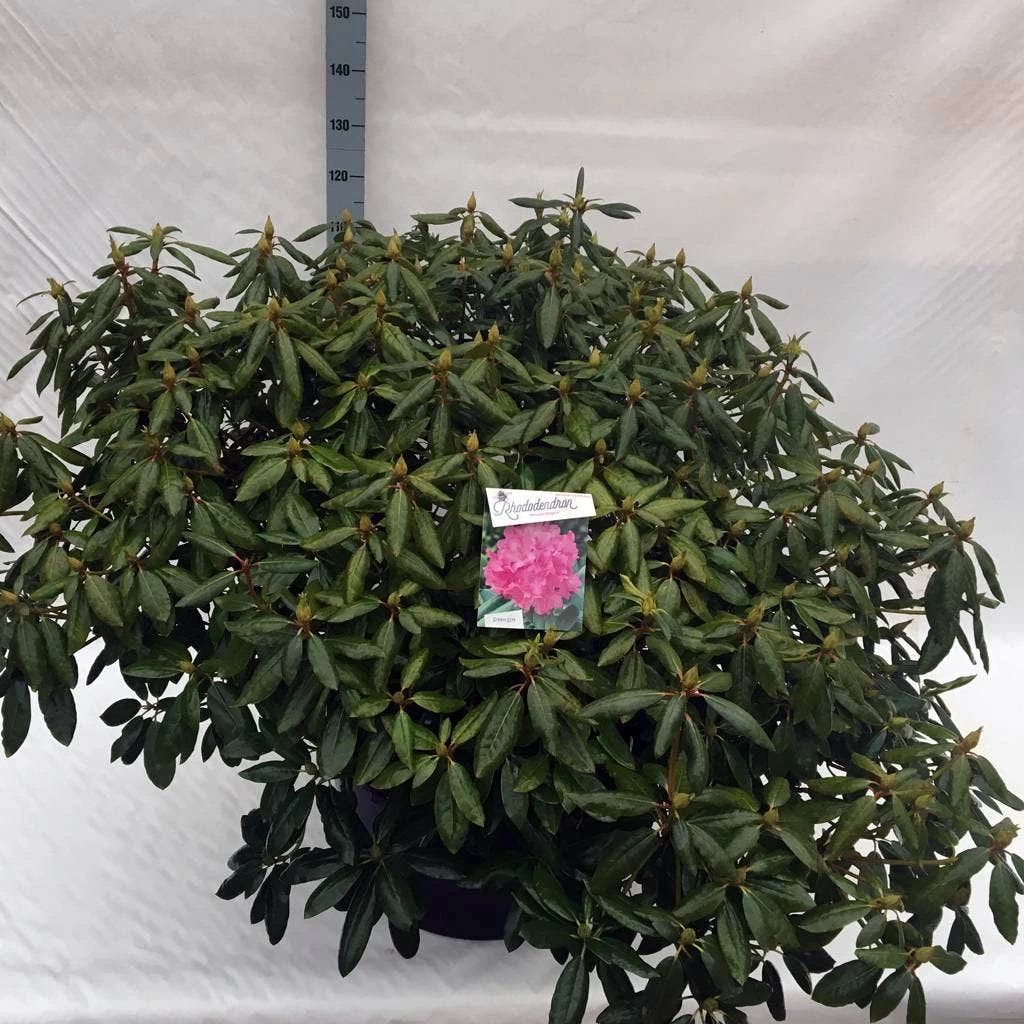 Rhododendron (Rhododendron 'Roseum Elegans') - Afbeelding 17
