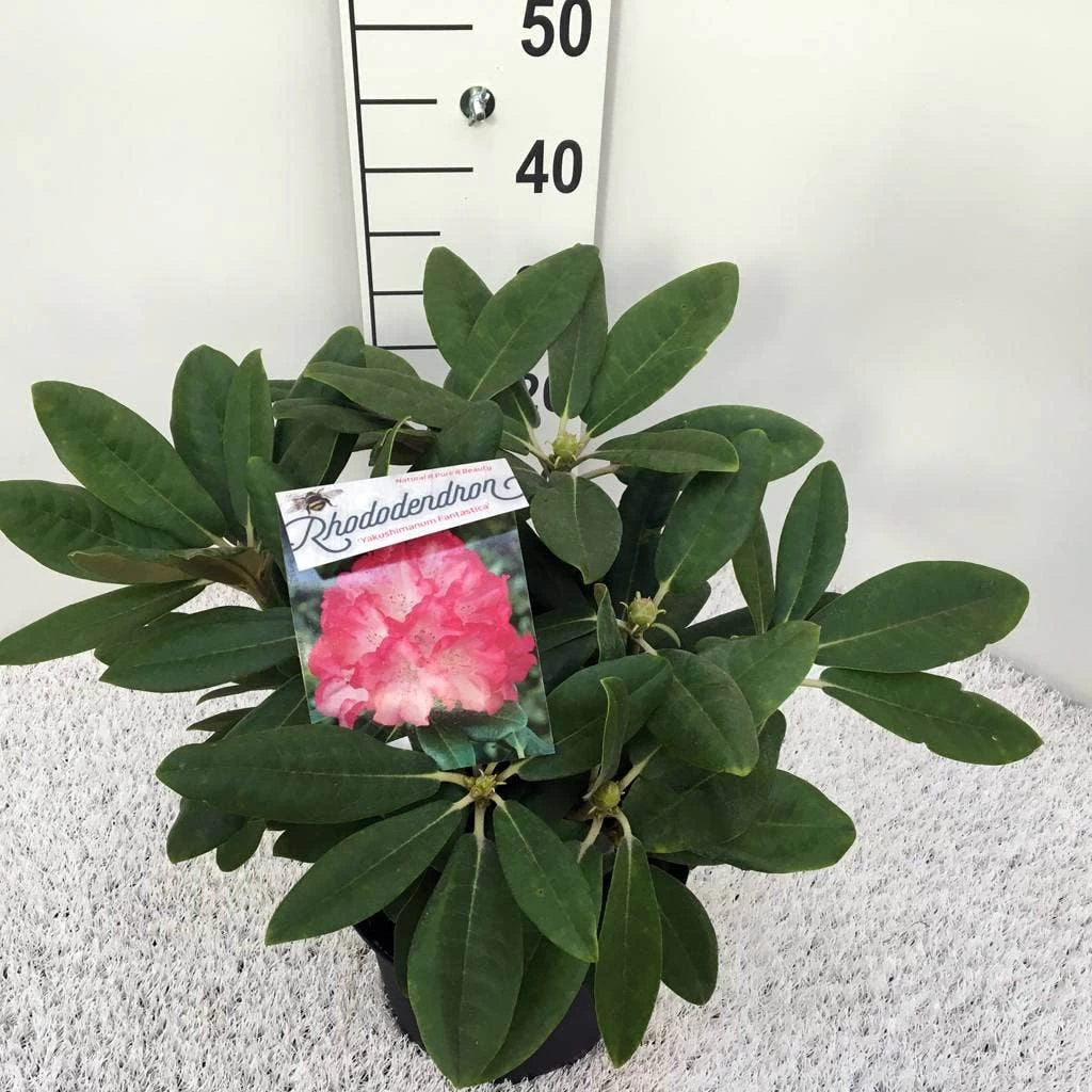 Dwergrhododendron (Rhododendron 'Fantastica') - Afbeelding 2